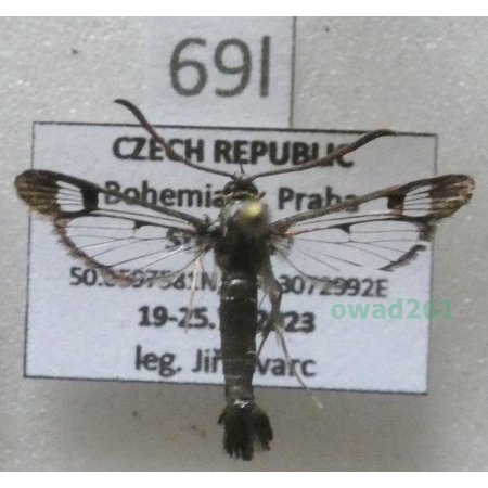 Synanthedon formicaeformis (Esper, 1783) Czech69l